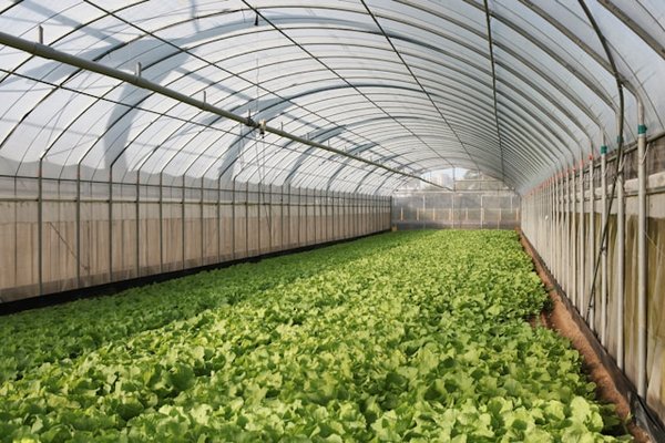 Quelles plantes choisir pour un jardin vertical d'intérieur nécessitant peu d'entretien ?