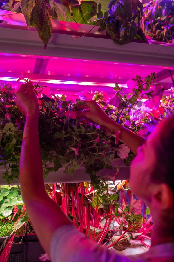 Les avantages des lampes led horticoles pour les professionnels